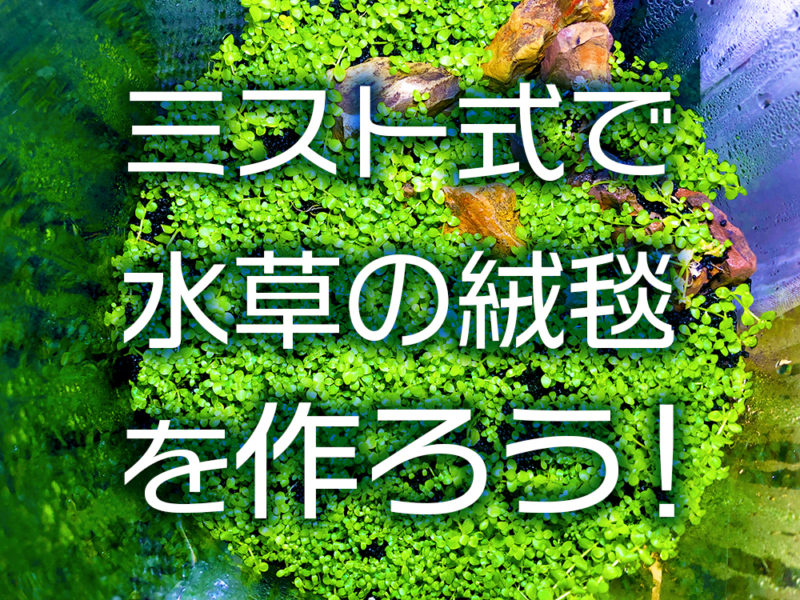 ミスト式で水草の絨毯を作ろう!の文字と水草の見出し画像
