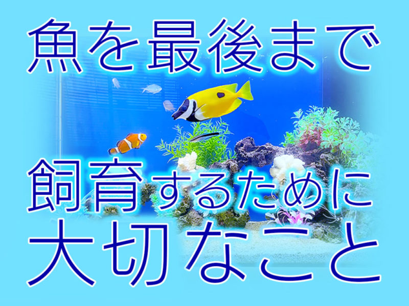魚を最後まで飼育するために大切なことの見出し画像