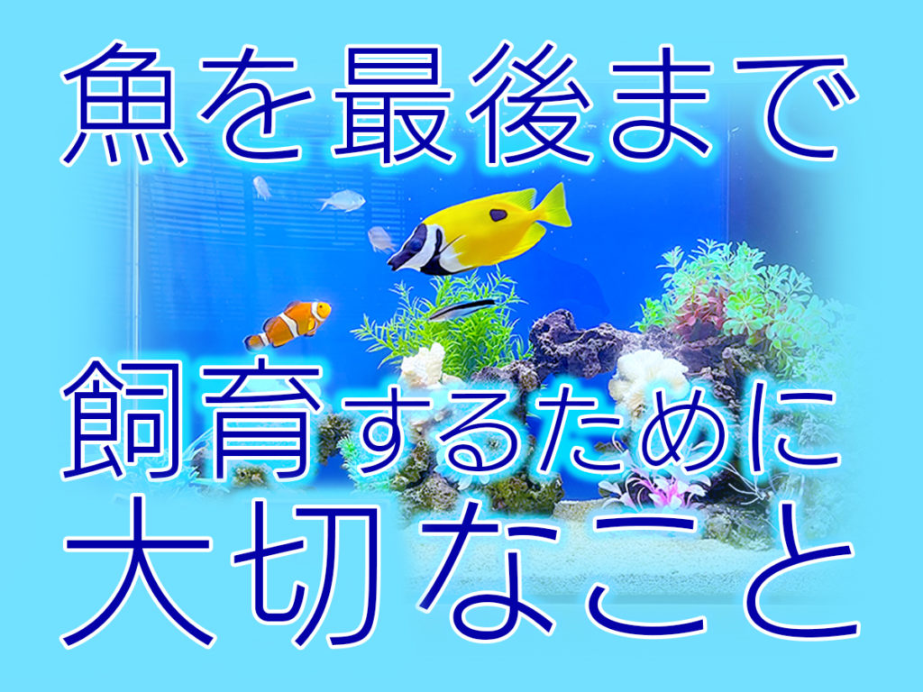 魚を最後まで飼育するために!飼い始める際に守りたいポイントと管理方法のサムネイル画像