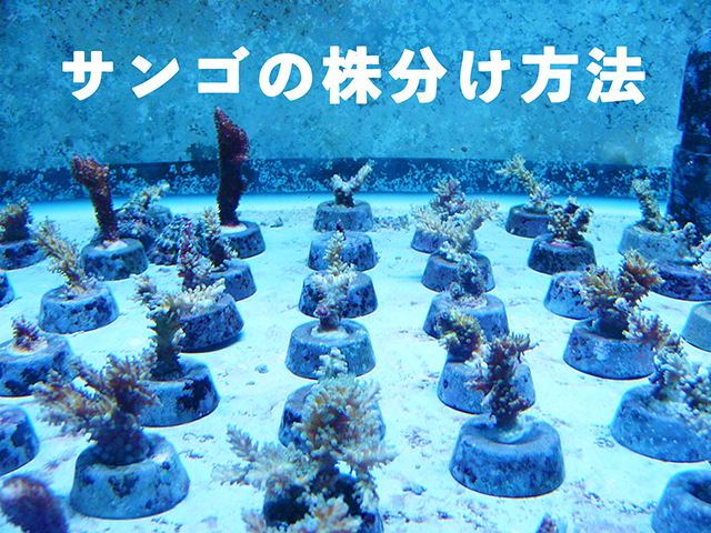 サンゴの株分け方法！増えすぎたサンゴをカットして増やす方法を解説！のサムネイル画像