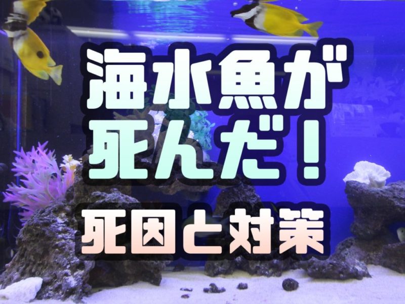 海水魚が死んだ！死因と対策の文字入り見出し画像