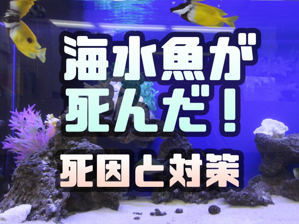 海水魚が死んだ!海水水槽でよくある死因5個とその対策をまとめました!のサムネイル画像