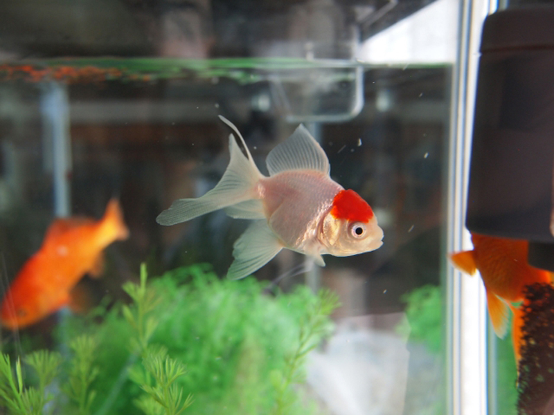 水槽内を泳ぐ白い金魚と緑色の水草