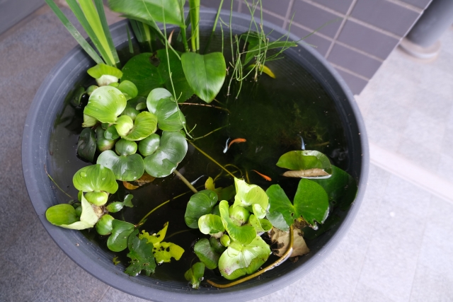 水草が浮かぶ睡蓮鉢で泳ぐメダカの俯瞰画像