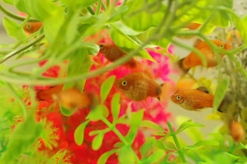 水草の陰を泳ぐオレンジ色の熱帯魚の群れ