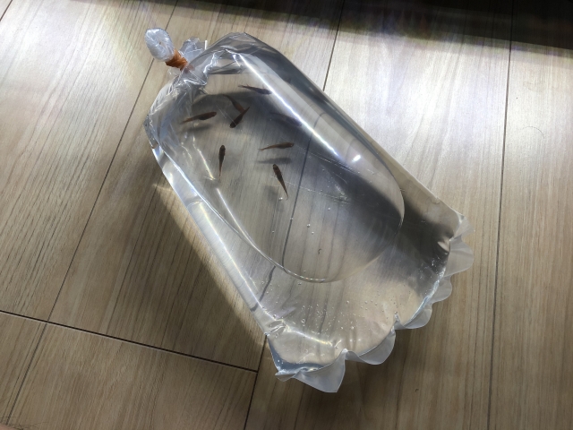 床に置かれたメダカ入りのパッキング用ビニール袋