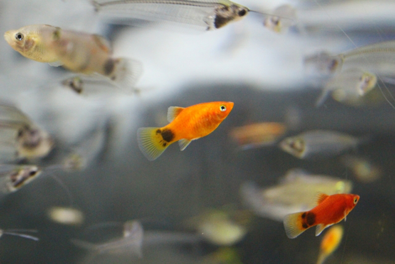 水槽内を泳ぐオレンジ色の熱帯魚と透明な小型魚の群れ