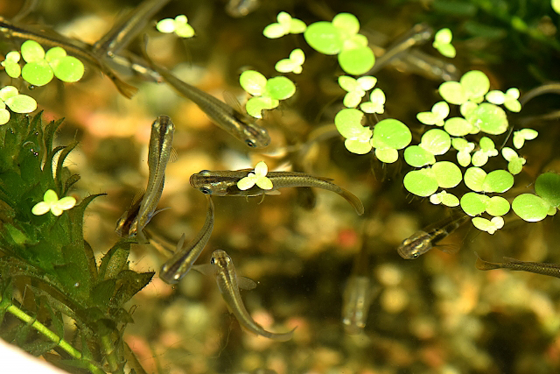 浮き草の下を泳ぐ複数のメダカと水草の俯瞰画像