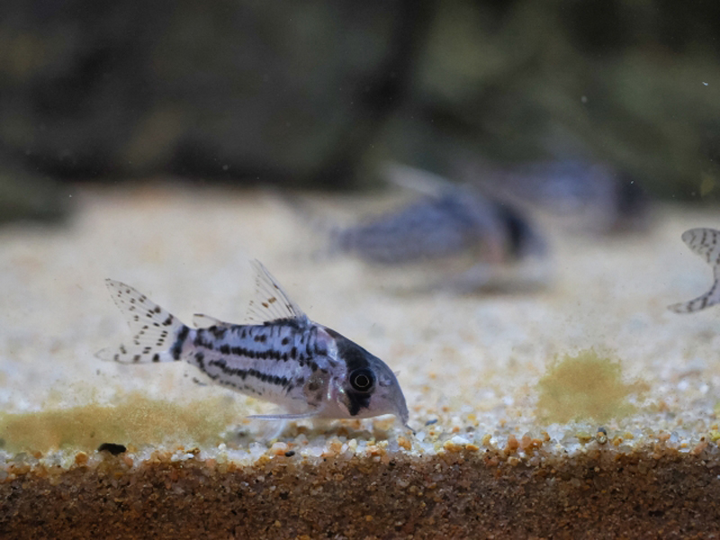砂底で餌を探すコリドラスの仲間と水槽内の底砂