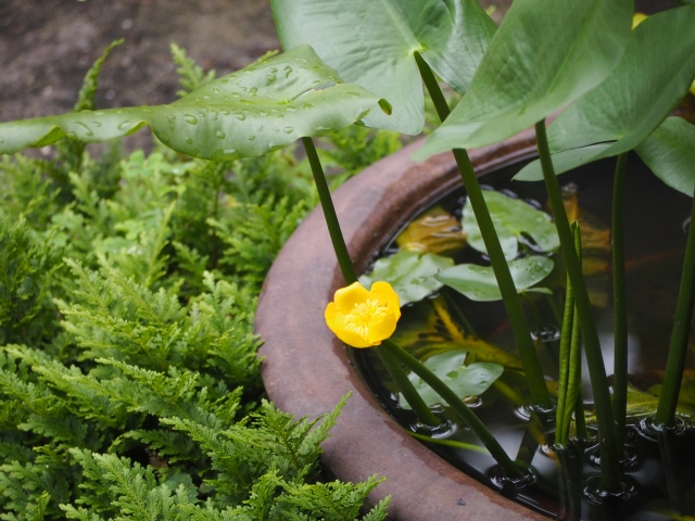 睡蓮鉢に咲く黄色い水生植物の花と大きな緑の葉