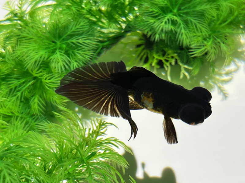 緑の水草と泳ぐ黒い出目金の金魚