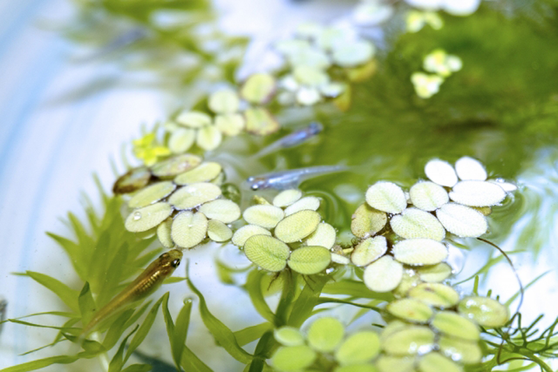 浮き草と水草の間を泳ぐ数匹のメダカ