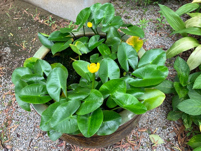 睡蓮鉢に茂る水草と黄色い小さな花の花鉢
