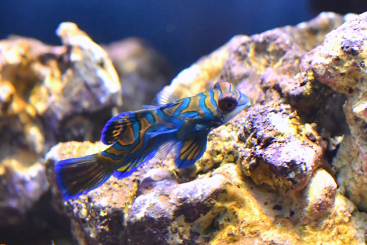 ライブロックの前にいる青い模様の海水魚マンダリン
