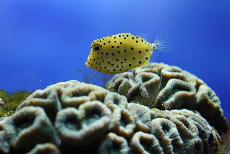 サンゴの上を泳ぐ黄色い水玉模様のハコフグの仲間