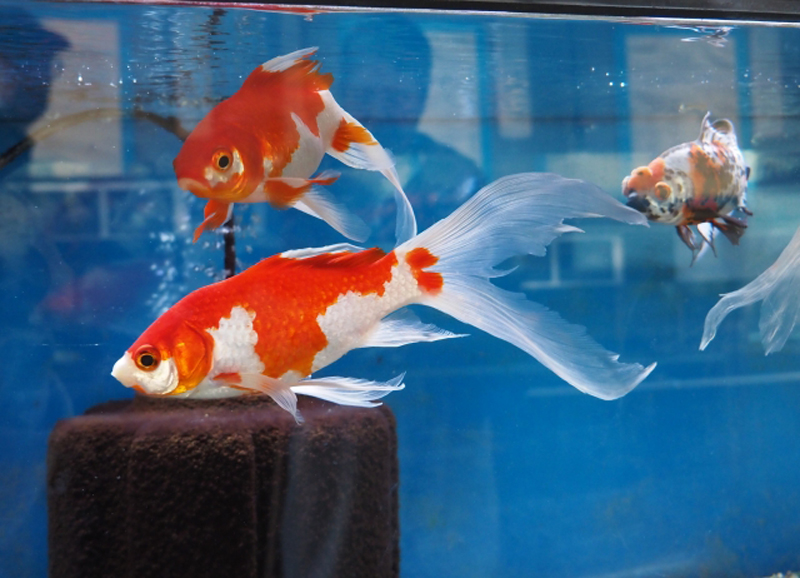 水槽内を泳ぐ紅白模様の金魚とスポンジフィルター