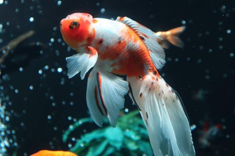 水槽内を泳ぐ赤と白の斑点模様がある金魚の姿