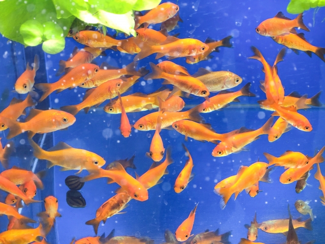 青い背景の水槽内を泳ぐ多数の金魚と浮草の葉