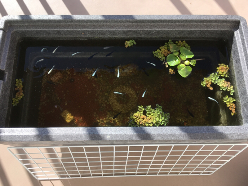 発泡スチロール容器で泳ぐメダカと浮き草のビオトープ
