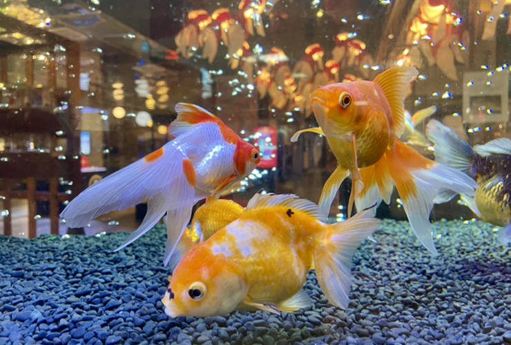 黒い砂利の水槽を泳ぐ琉金などの金魚たち
