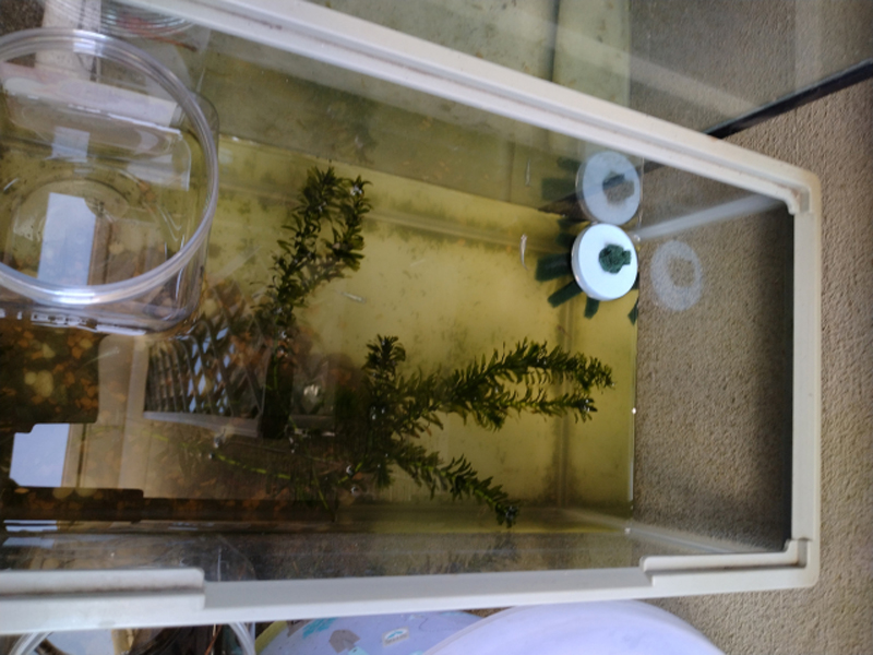 水草と投げ込み式フィルターを入れたメダカ飼育水槽の俯瞰