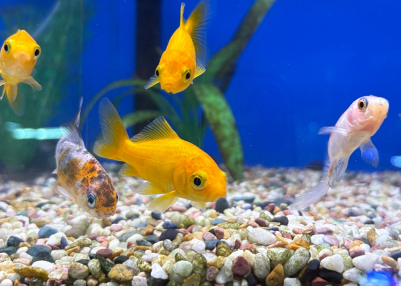 青い背景の水槽で泳ぐ数匹の金魚と底砂の砂利
