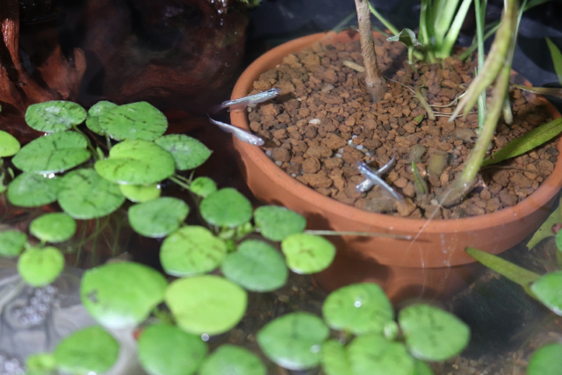 浮き草と植木鉢の周りを泳ぐメダカと水生植物