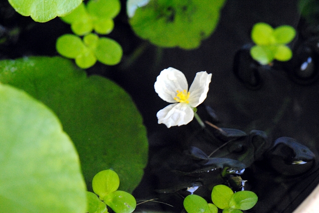 水面に咲く白い水草の花と浮き草の葉
