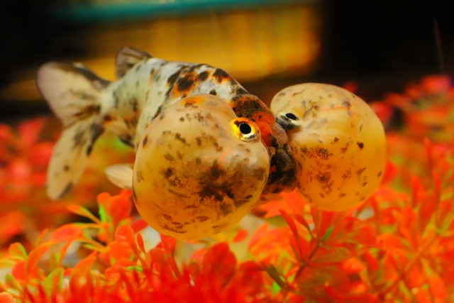 大きな水泡眼の金魚と赤い水草のレイアウト