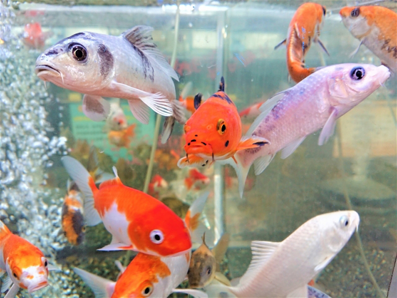 水槽内を泳ぐ色とりどりの錦鯉や金魚の仲間たち