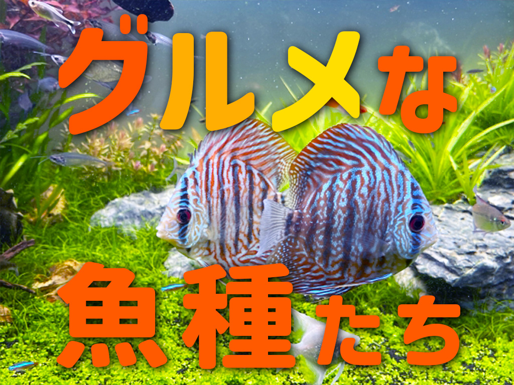 グルメな熱帯魚10種!食性がはっきりしている・拒食になりやすい魚種のサムネイル画像