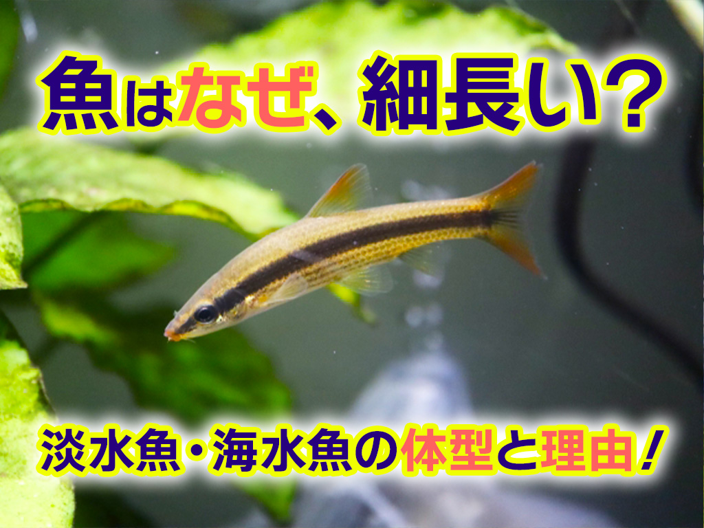 魚の体型はなぜ細いのか？淡水魚・海水魚の体型と特徴や理由を解説のサムネイル画像