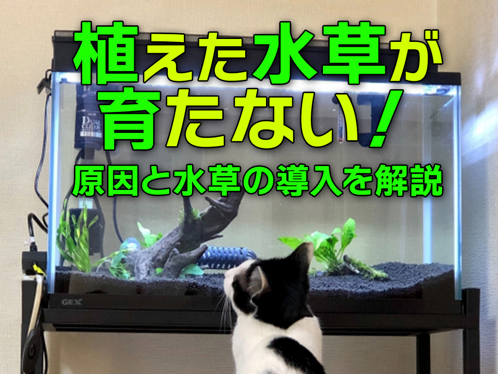 植えた水草が育たない・水中葉にならない原因とは!水草の導入を解説のサムネイル画像