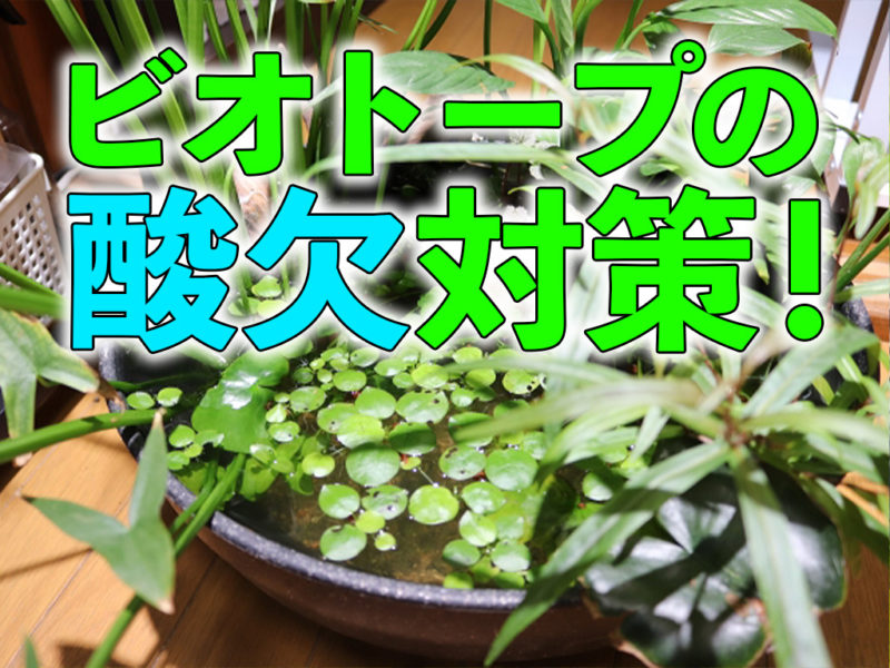 ビオトープの酸欠対策と書かれた文字と水草の見出し画像