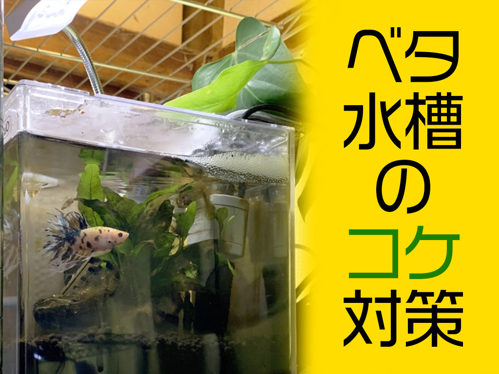 ベタ水槽のコケ対策5選！お掃除生体が入れられないベタ水槽の対策を解説のサムネイル画像