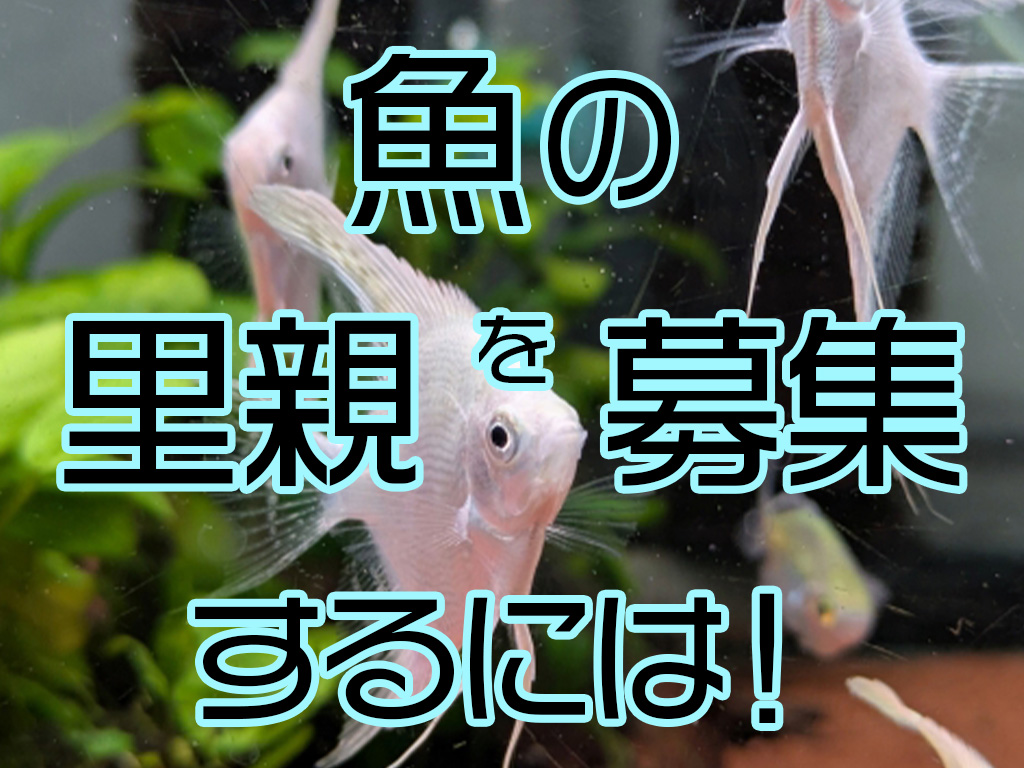 魚の里親を募集するには！譲渡は大丈夫？里親サイトなど安全な譲り方