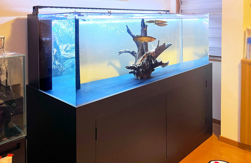 黒い水槽台に設置された大型水槽と流木を泳ぐ古代魚