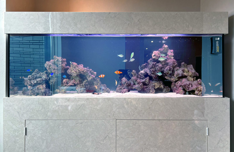 150cm海水魚水槽を個人宅様に販売！定期メンテナンスで魚たちの健康を維持 水槽画像２
