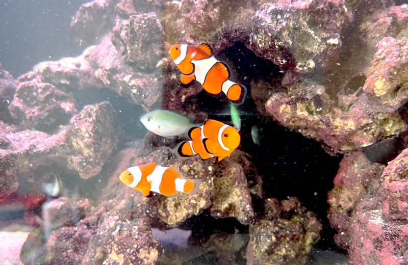 150cm海水魚水槽を個人宅様に販売！定期メンテナンスで魚たちの健康を維持 水槽画像３
