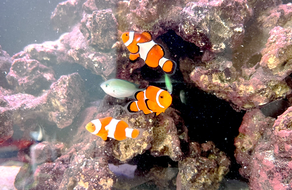 ライブロックの隙間を泳ぐクマノミと海水魚の群れ