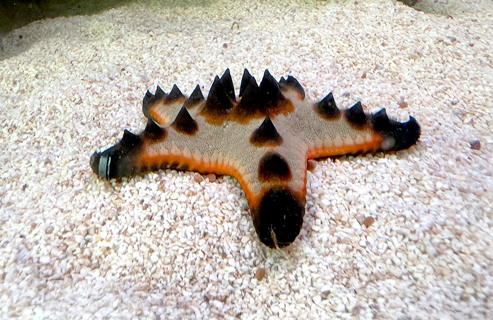 白い砂の上に置かれた黒い突起を持つヒトデの仲間