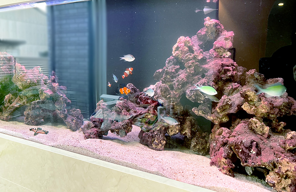 ライブロックとカクレクマノミが泳ぐ海水魚水槽の全景