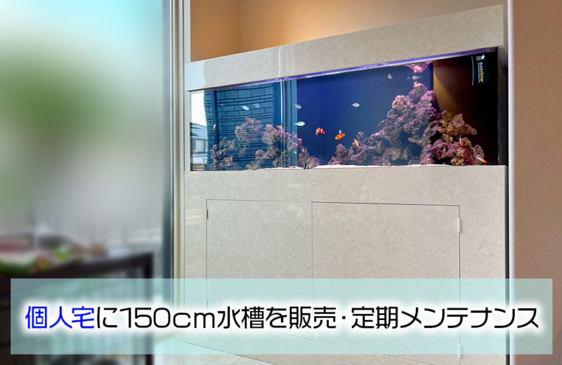 リビングの海水魚水槽・その後！シマキンチャクフグをお迎えしました