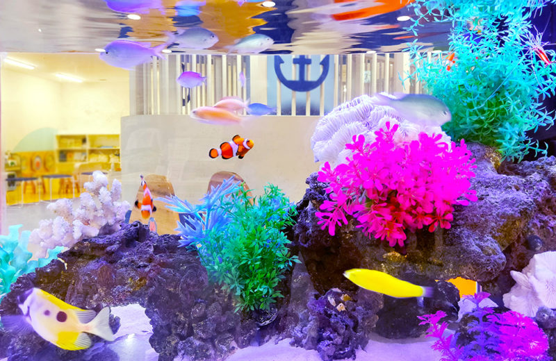 こべっこあそびひろば・六甲アイランド様の90cm海水魚水槽!その後の様子 水槽画像3