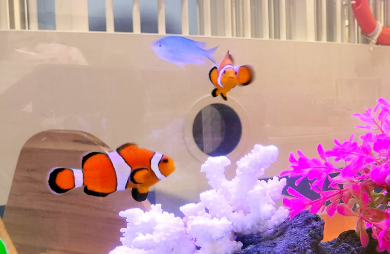 こべっこあそびひろば・六甲アイランド様の90cm海水魚水槽!その後の様子 水槽画像5