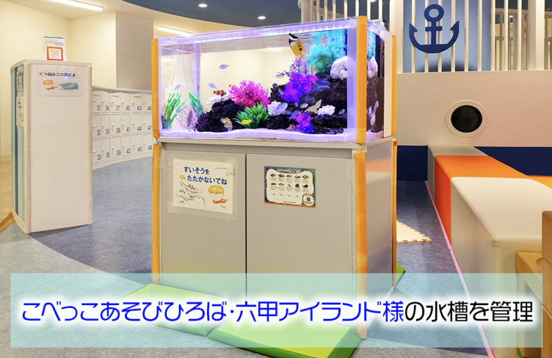 こべっこあそびひろば・六甲アイランド様の90cm海水魚水槽!その後の様子 水槽画像1