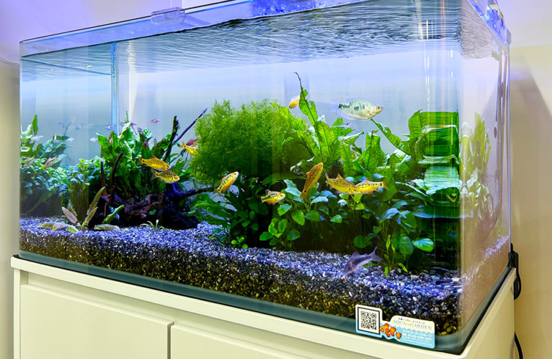 企業様の90cm淡水魚水槽をメンテナンス！ゴールデンバルブがきらめきます 水槽画像５