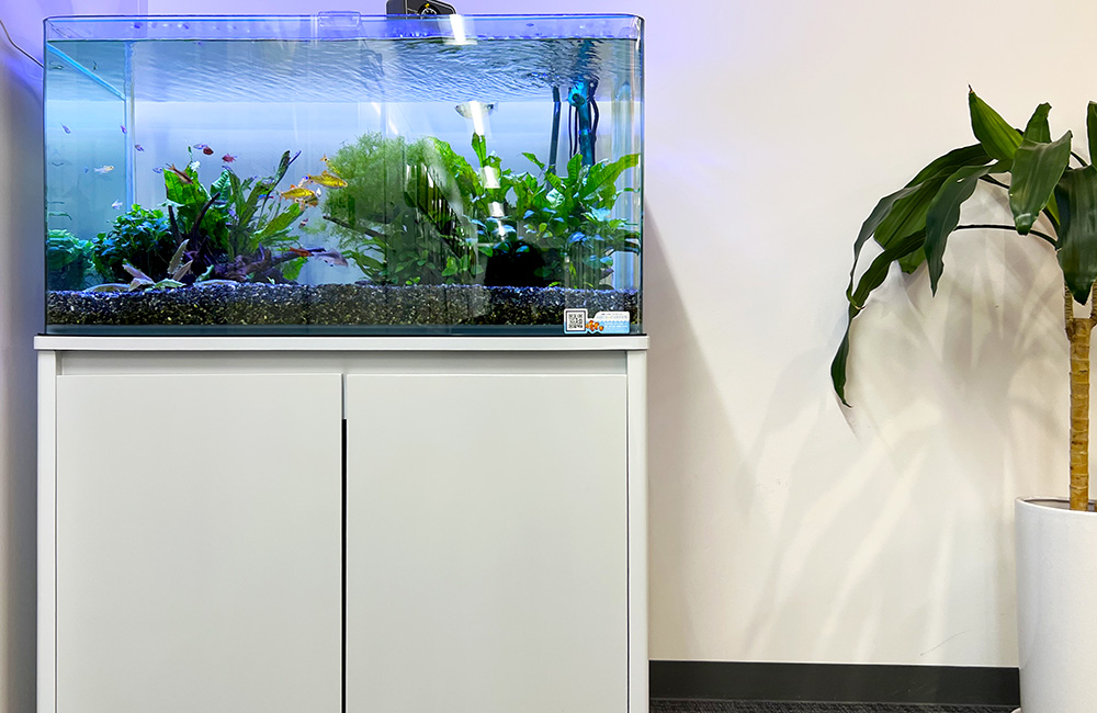 白い水槽台に置かれた水草と小型魚が泳ぐ水槽と観葉植物