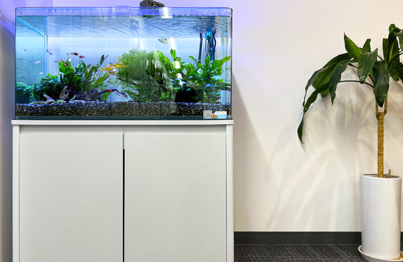 企業様の90cm淡水魚水槽をメンテナンス！ゴールデンバルブがきらめきます 水槽画像２