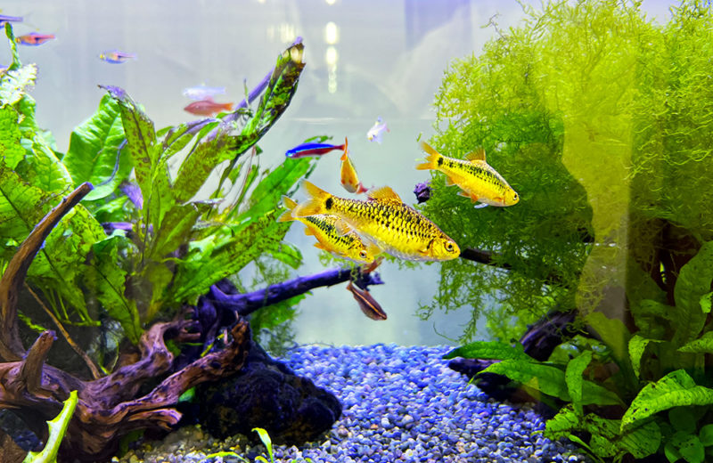 企業様の90cm淡水魚水槽をメンテナンス！ゴールデンバルブがきらめきます 水槽画像４